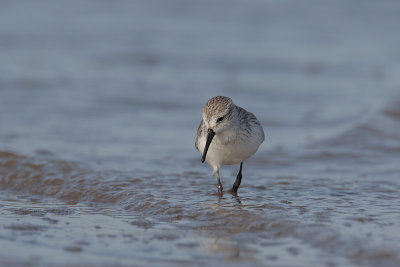 Sanderling