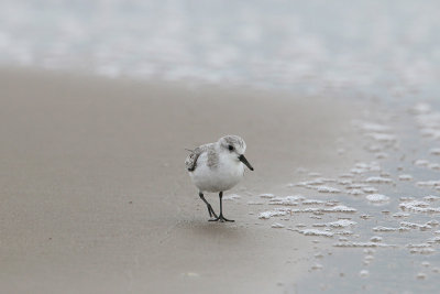 Sanderling