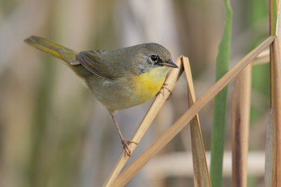 Common Yellowthroat