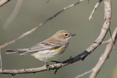 Yellow-rumped Warbler