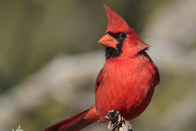 Northern Cardinal