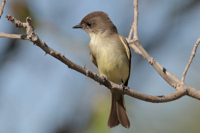 Eastern Phoebe