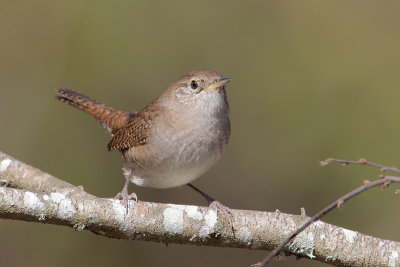 House Wren