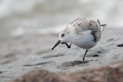 Sanderling