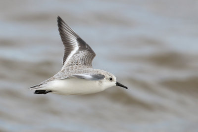 Sanderling