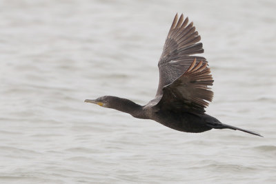 Neotropic Cormorant