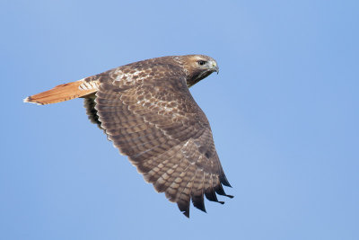 Red-tailed Hawk