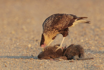 Crested Caracara