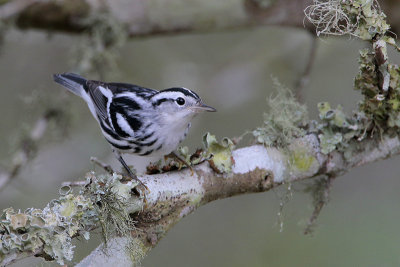 Black-and-white Warbler