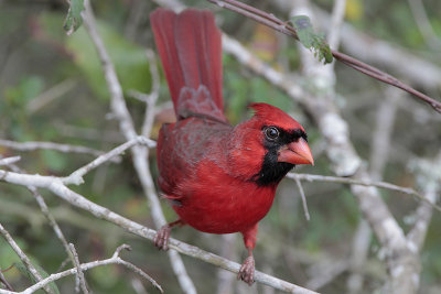 Northern Cardinal