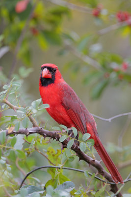 Northern Cardinal