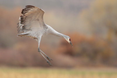 Sandhill Crane