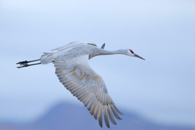 Sandhill Crane