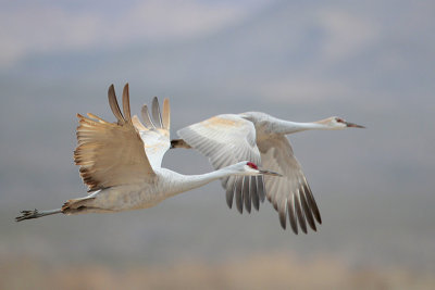 Sandhill Crane