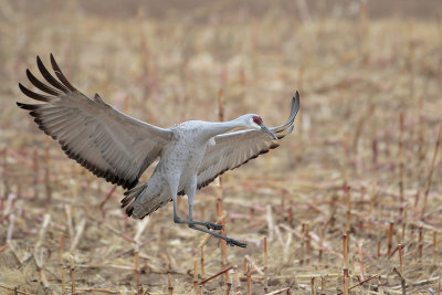 Sandhill Crane