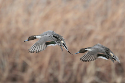 Northern Pintail