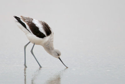 American Avocet