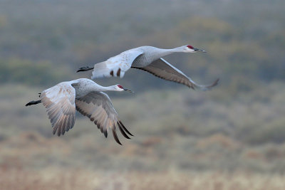 Sandhill Crane