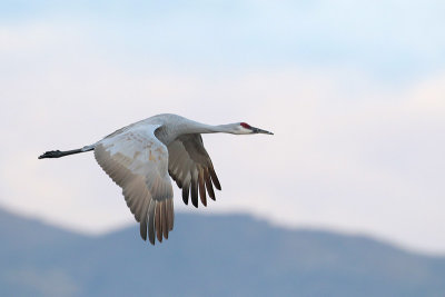 Sandhill Crane