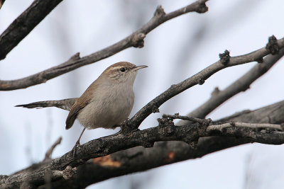 Bewick's Wren