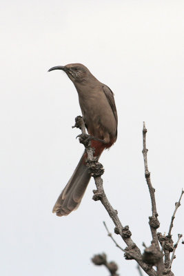 Crissal Thrasher