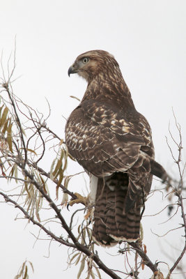 Red-tailed Hawk