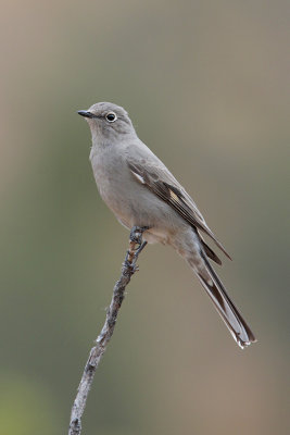 Townsend's Solitaire