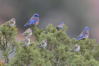Western Bluebird and Pine Siskin