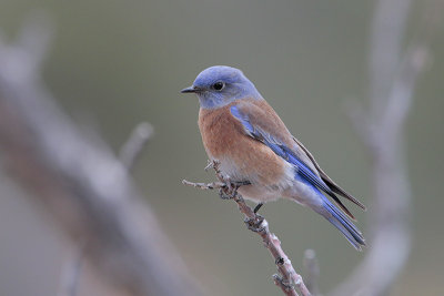 Western Bluebird