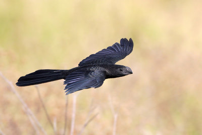 Groove-billed Ani