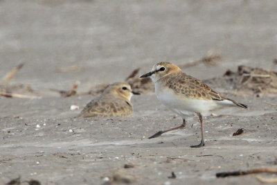 Mountain Plover