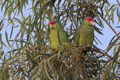 Red-crowned Parrot