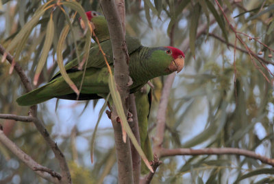 Red-crowned Parrot