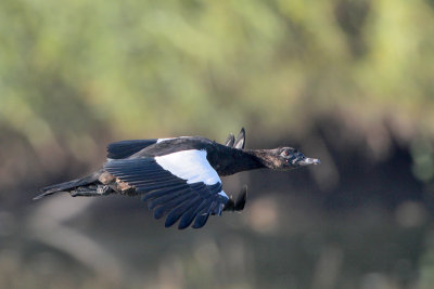 Muscovy Duck (non-domestic)