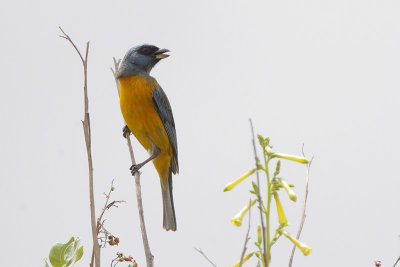 Blue-and-yellow Tanager