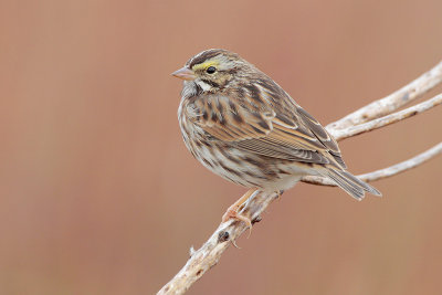 Savannah Sparrow