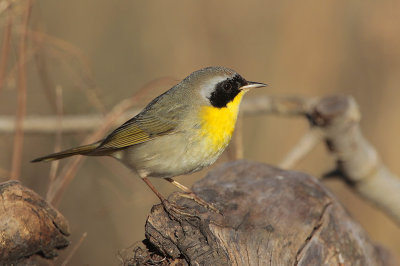 Common Yellowthroat