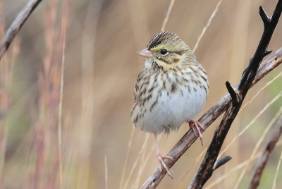 Savannah Sparrow