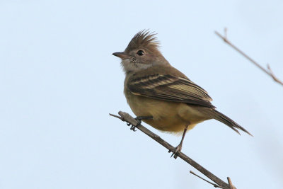 Yellow-bellied Elaenia