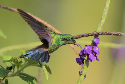 Steely-vented Hummingbird