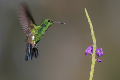 Steely-vented Hummingbird