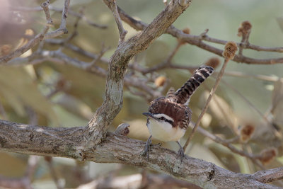 Rufous-naped Wren