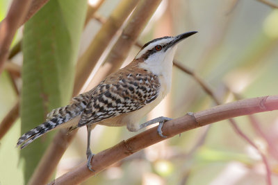 Rufous-naped Wren