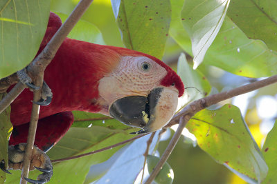 Scarlet Macaw