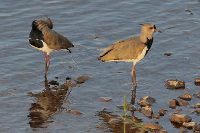 Southern Lapwing