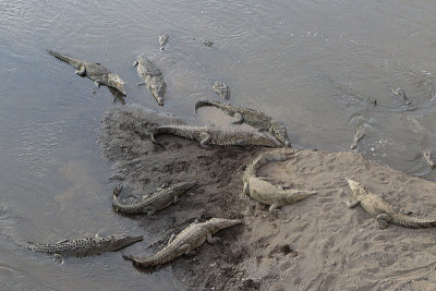 American Crocodile