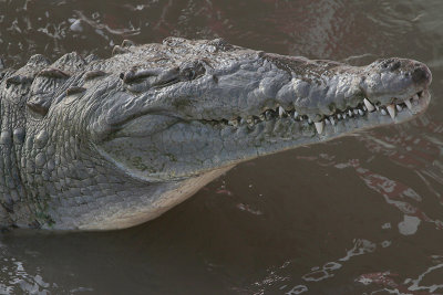 American Crocodile