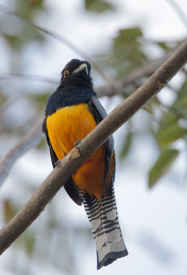 Gartered Trogon