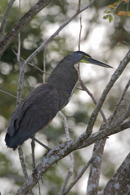 Bare-throated Tiger-Heron