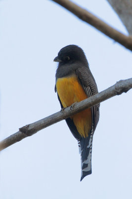 Gartered Trogon